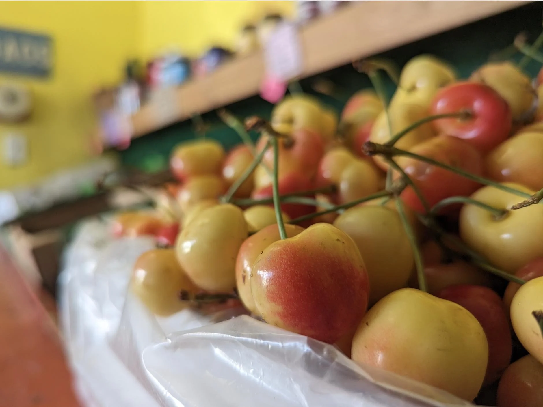 Cherry Harvest Off to a Late Start, Bumper Crop May Undercut the